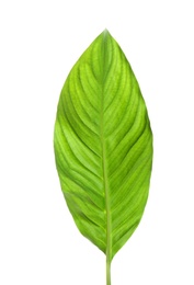 Photo of Beautiful tropical Spathiphyllum leaf on white background