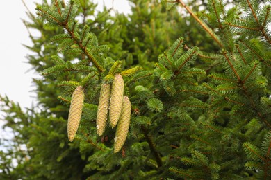 Photo of Beautiful fir tree with green cones outdoors