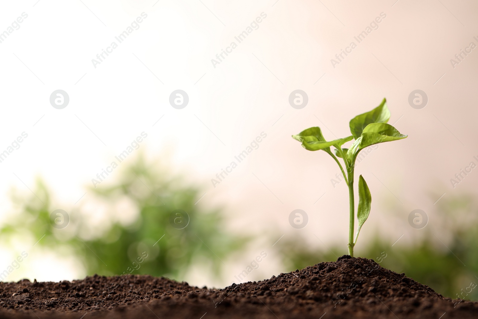 Photo of Young seedling in soil on blurred background, space for text