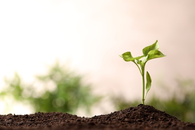 Young seedling in soil on blurred background, space for text