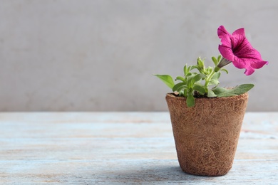 Photo of Beautiful pink petunia flower in peat pot on light wooden table against grey background. Space for text