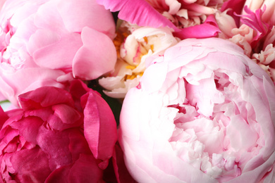 Photo of Closeup view of beautiful pink peony flowers