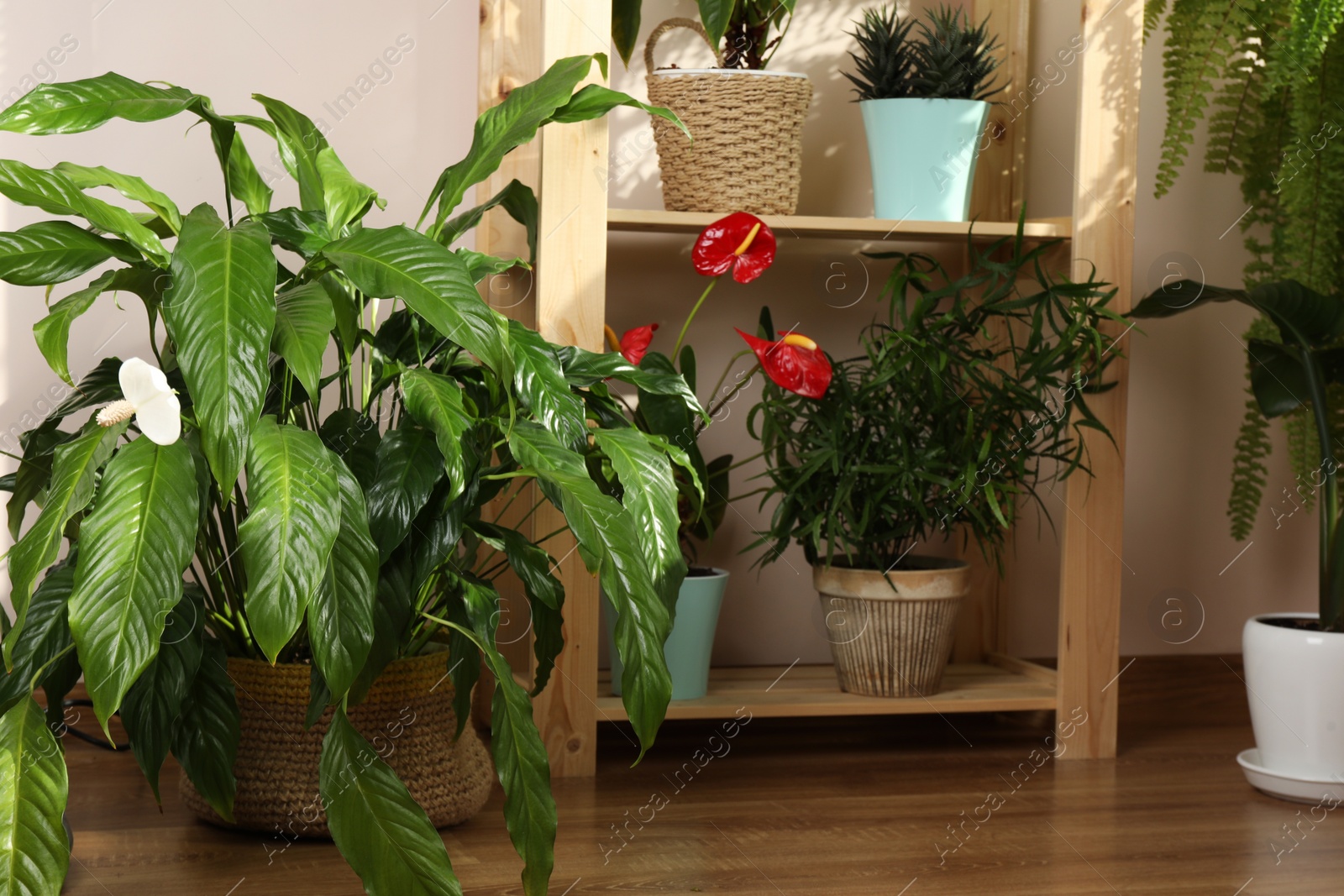 Photo of Beautiful houseplants in pots indoors. House decor