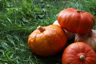 Many ripe pumpkins among green grass outdoors. Space for text