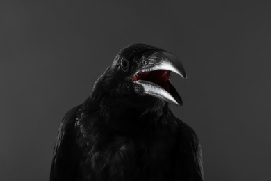 Photo of Beautiful common raven on dark background, closeup