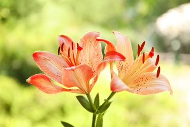 Beautiful blooming lily flowers in garden, closeup
