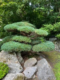 Beautiful green decorative tree growing in park