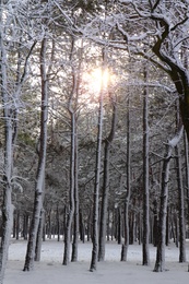 Picturesque view of beautiful forest covered with snow