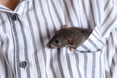 Photo of Woman with cute small rat in shirt pocket, closeup view