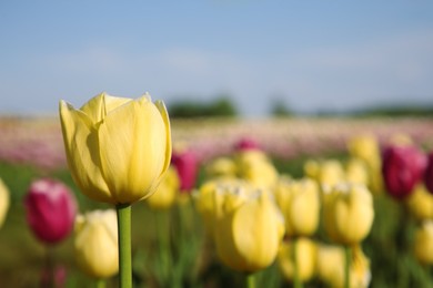 Photo of Beautiful colorful tulip flowers growing in field on sunny day, closeup. Space for text
