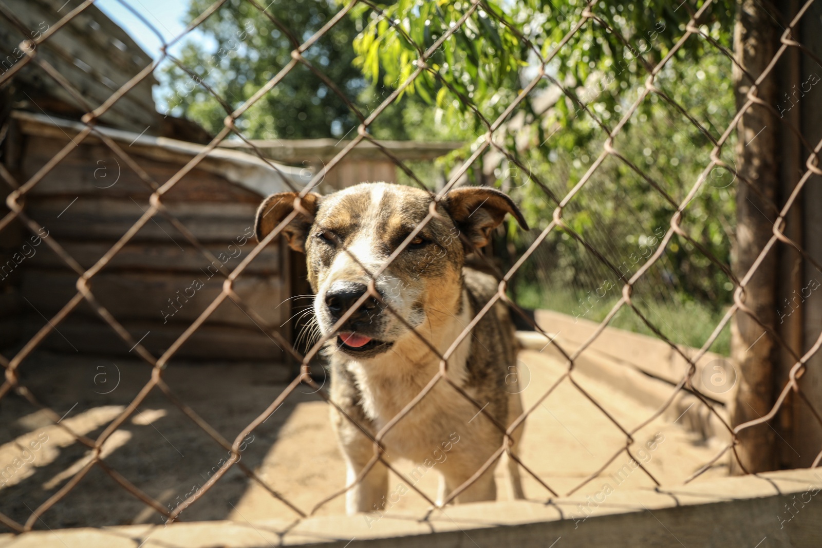 Photo of Cage with homeless dog in animal shelter. Concept of volunteering