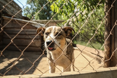 Cage with homeless dog in animal shelter. Concept of volunteering