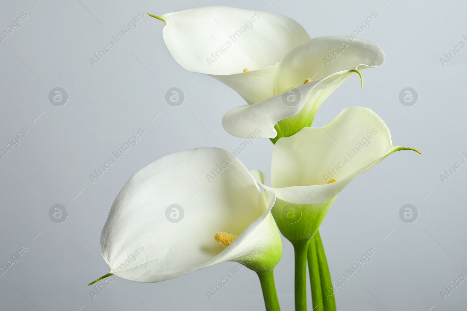 Photo of Beautiful calla lily flowers on white background, closeup