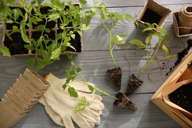 Photo of Flat lay composition with tomato seedlings and gardening accessories on grey wooden table
