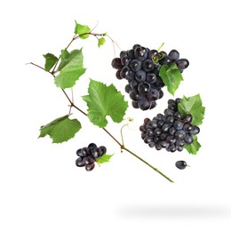 Fresh grapes and vine in air on white background