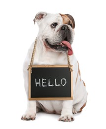 Image of Adorable dog with Hello sign on white background