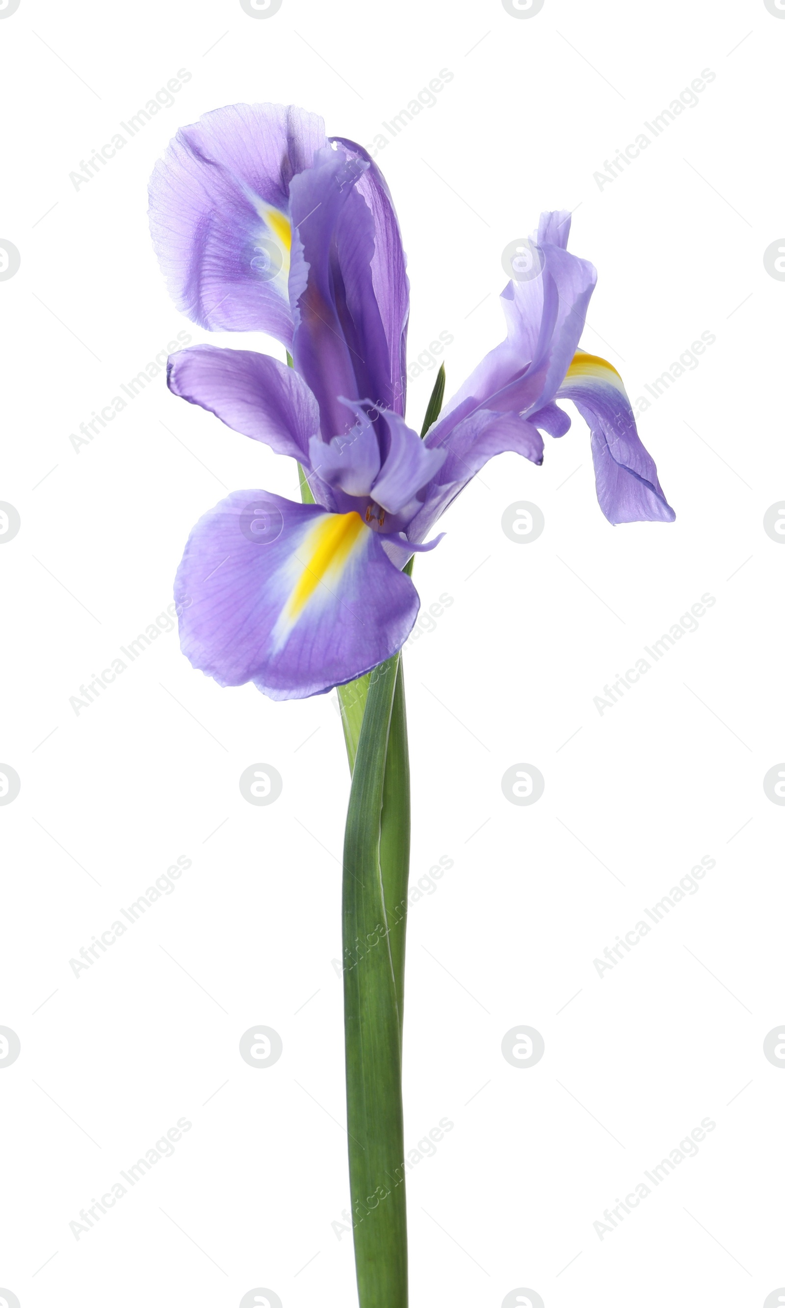 Photo of Beautiful iris isolated on white. Spring flower