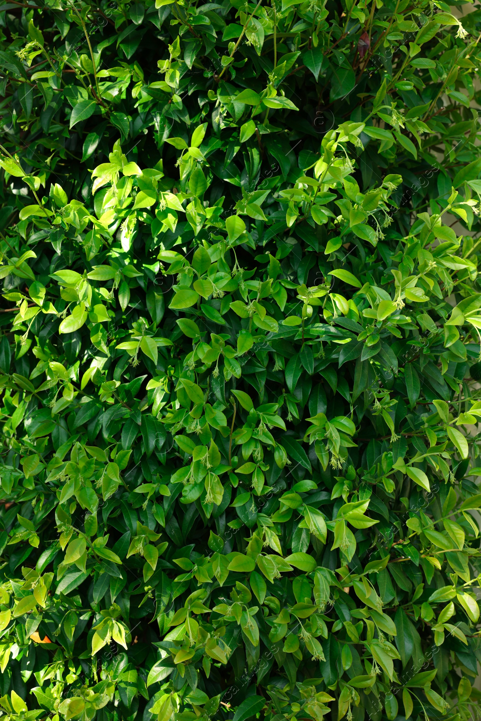 Photo of Closeup view of beautiful green bush outdoors on spring day