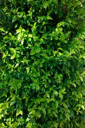 Photo of Closeup view of beautiful green bush outdoors on spring day