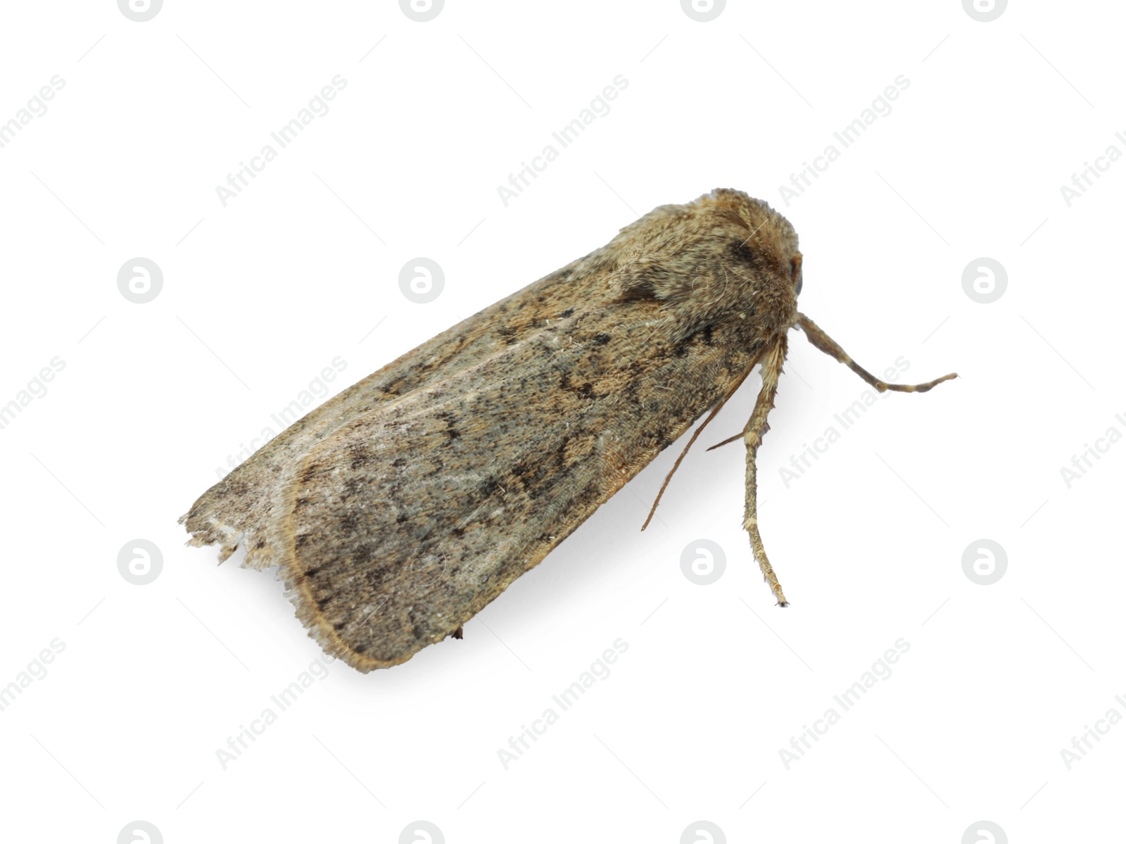 Photo of Single Hoplodrina ambigua moth isolated on white