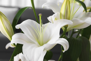 Beautiful white lily flowers on blurred background, closeup