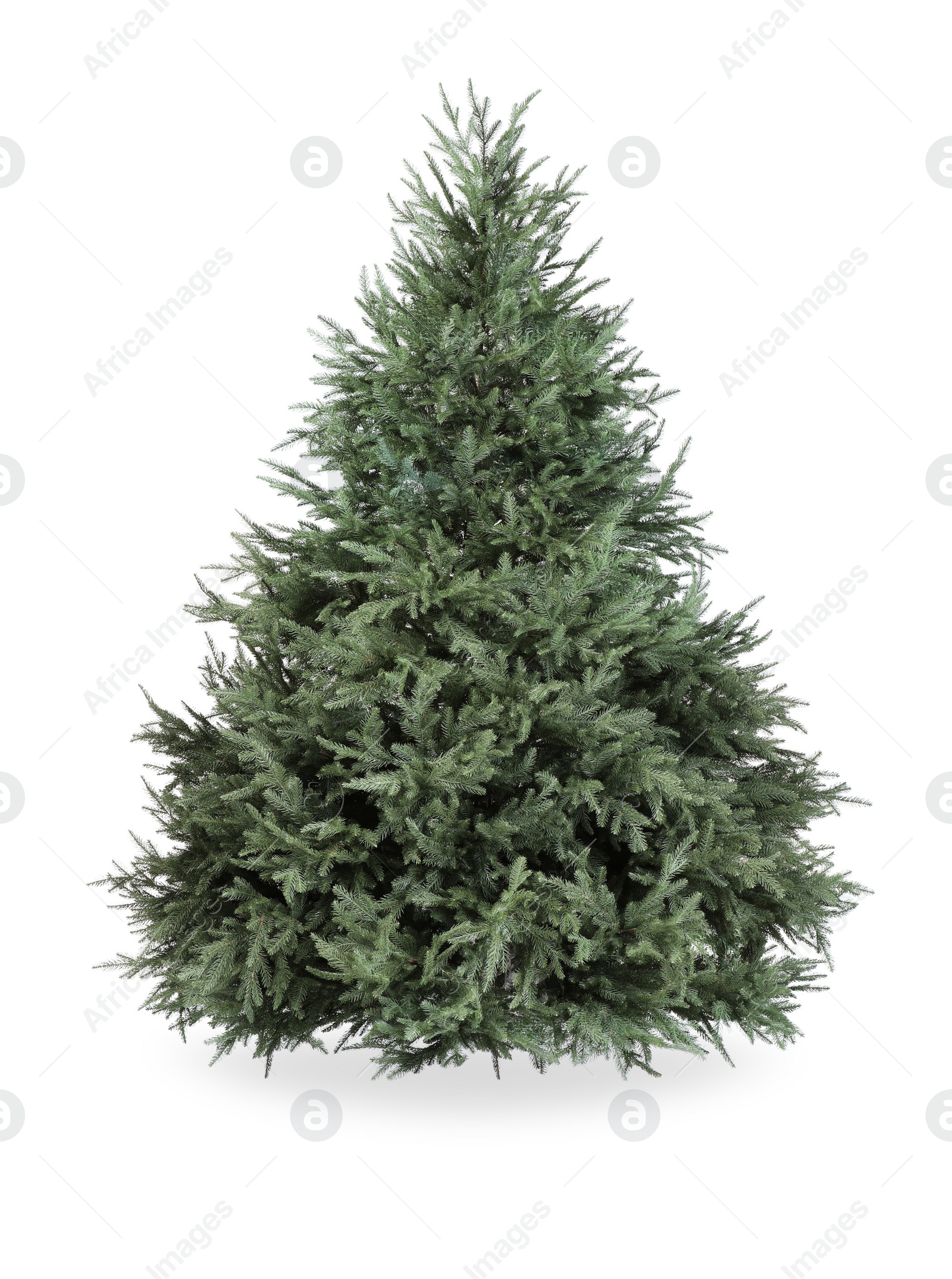 Photo of One green Christmas tree isolated on white