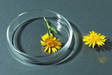 Photo of Petri dish with flowers on dark grey background, closeup