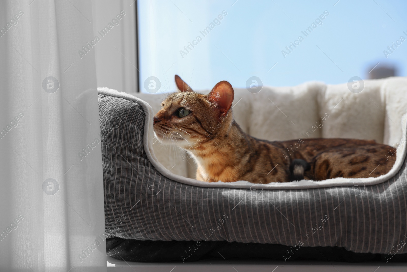 Photo of Cute Bengal cat lying on pet bed on windowsill at home