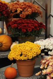 Photo of Many fresh chrysanthemum flowers in pots and pumpkins on stairs indoors