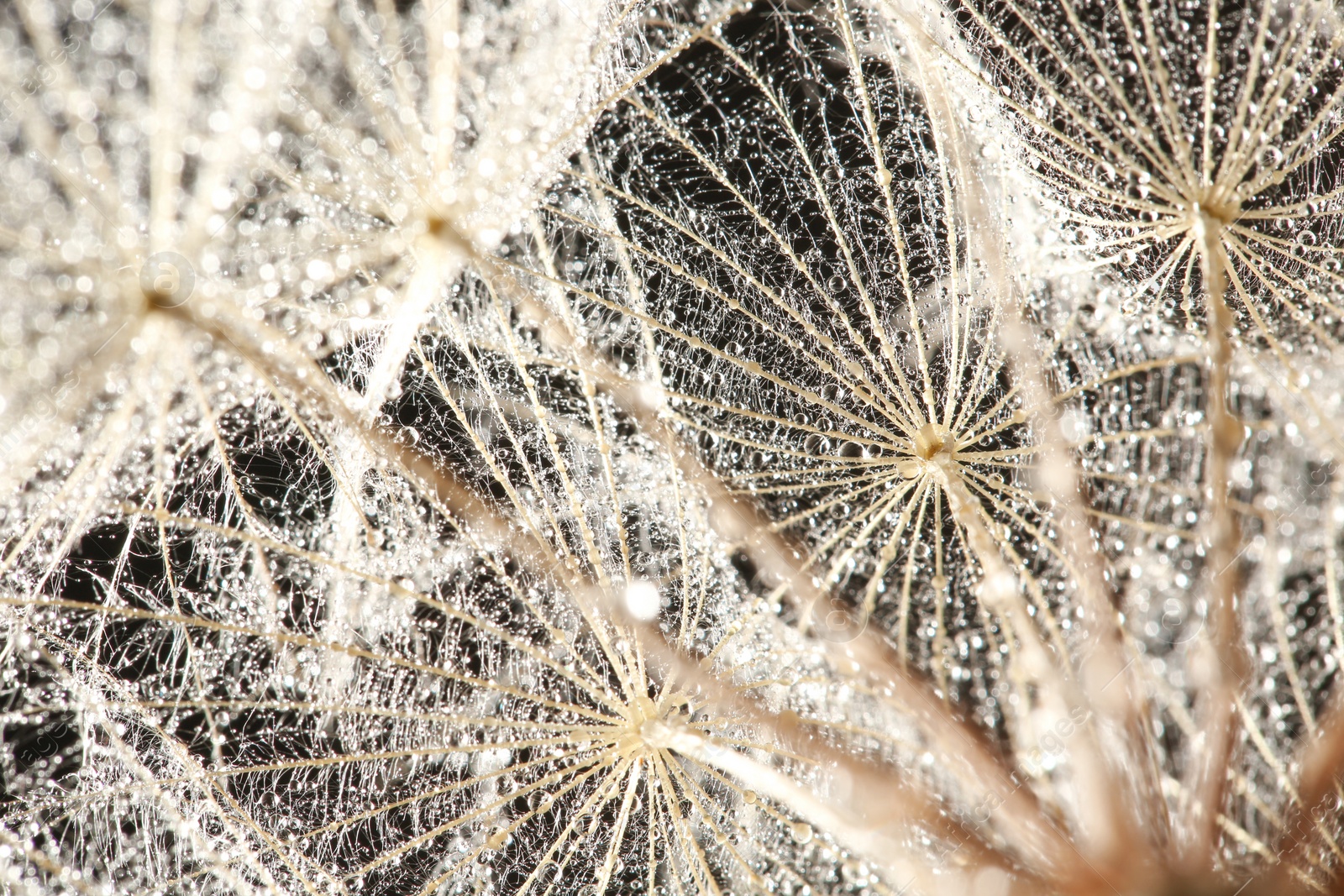 Photo of Dandelion seeds with dew drops on black background, close up