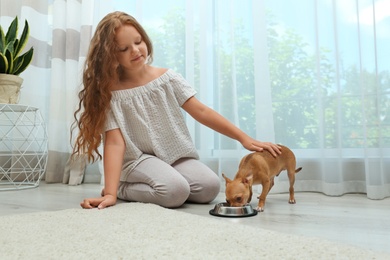 Photo of Cute little child feeding her Chihuahua dog at home. Adorable pet