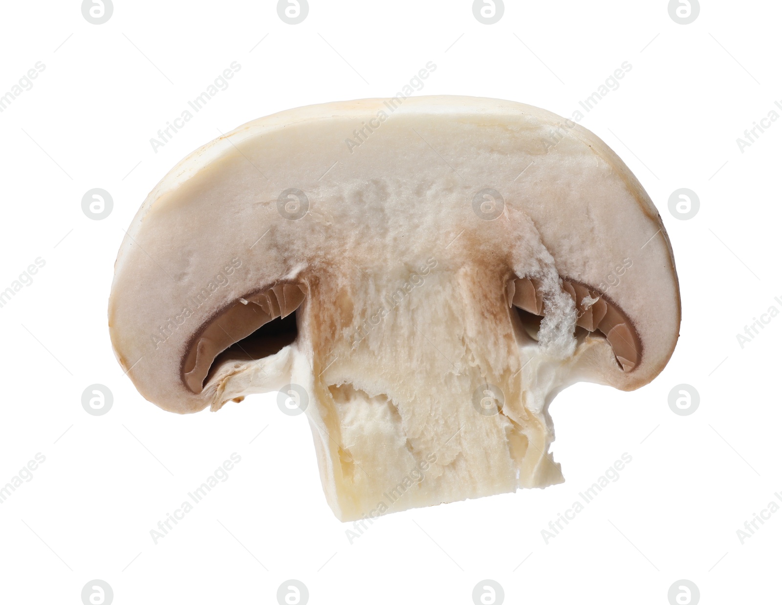 Photo of One piece of fresh mushroom isolated on white