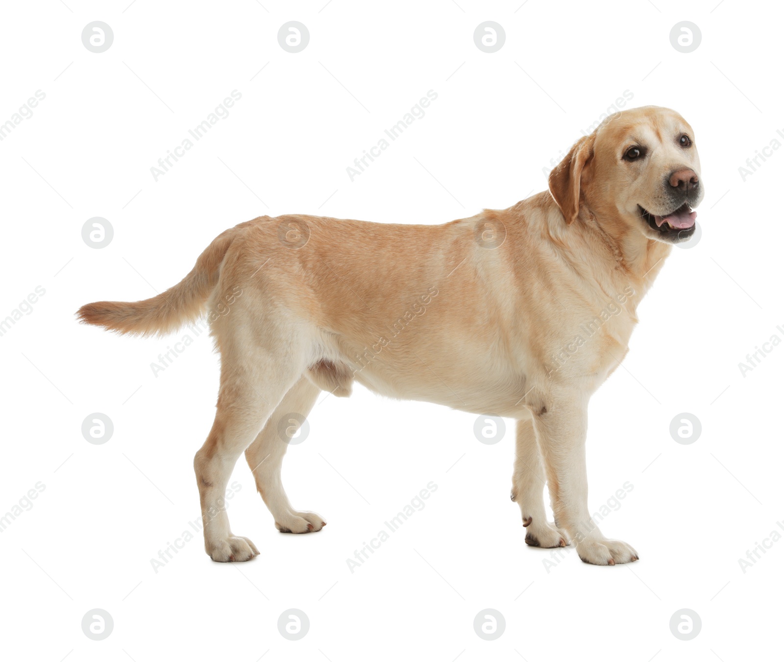 Photo of Yellow labrador retriever standing on white background