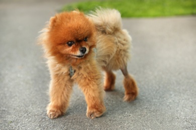Photo of Cute Pomeranian spitz dog on walk in city