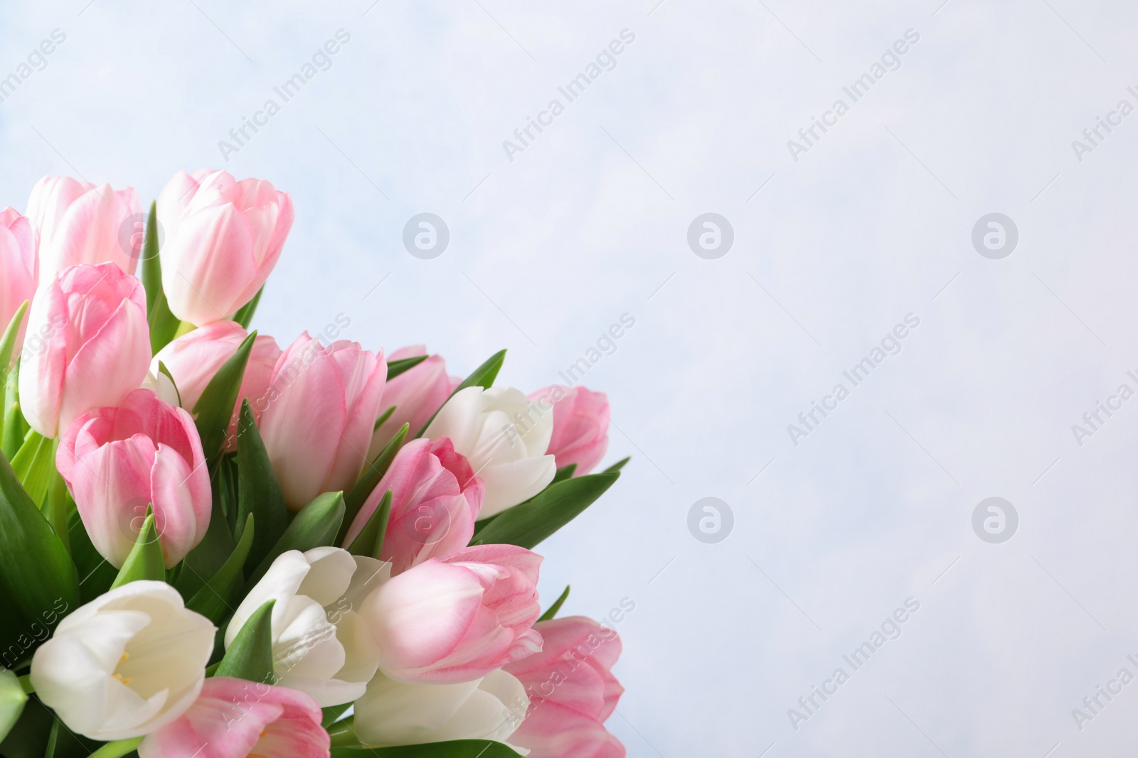 Photo of Beautiful bouquet of tulips against light background. Space for text