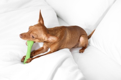 Photo of Cute toy terrier on bed. Domestic dog