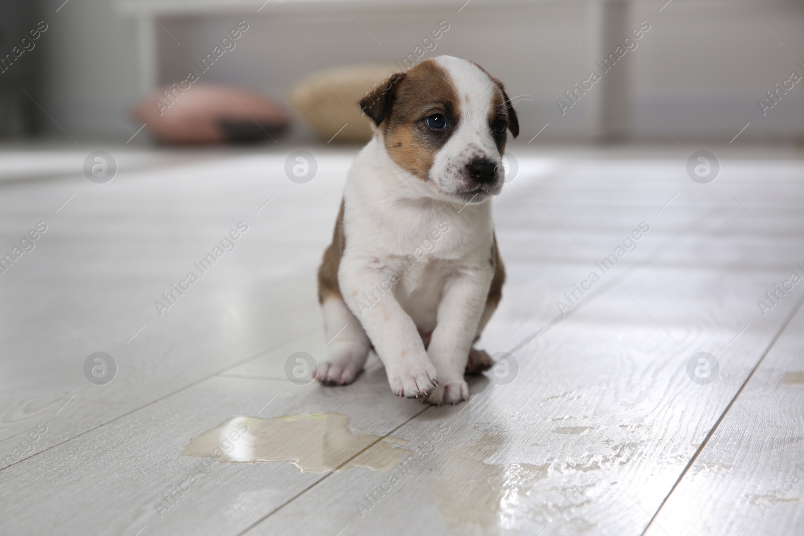 Photo of Adorable puppy near puddle on floor indoors