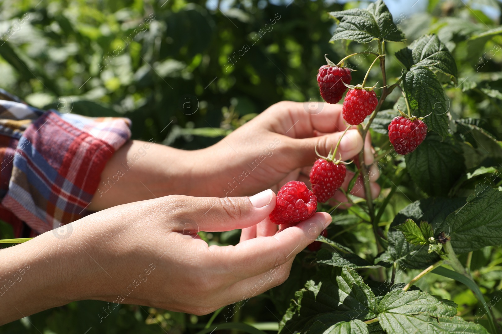 Photo of Woman picking ripe raspberries from bush outdoors, closeup