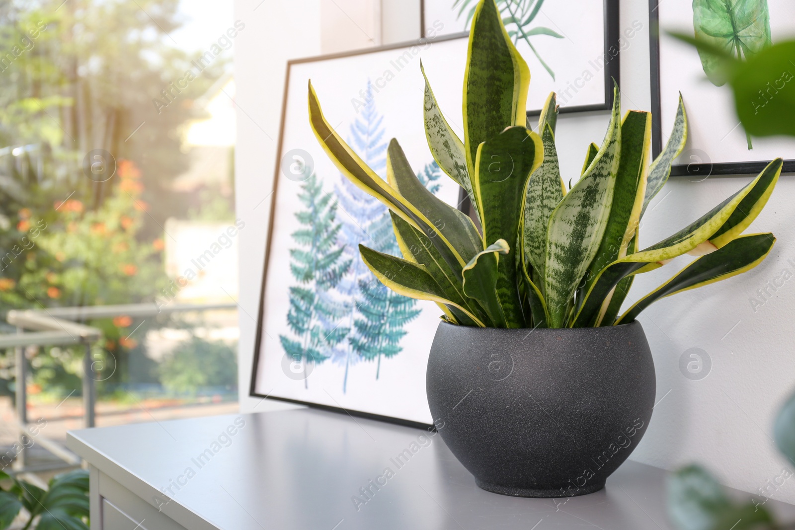 Photo of Potted plant and beautiful picture on grey chest of drawers in room, space for text. Interior design