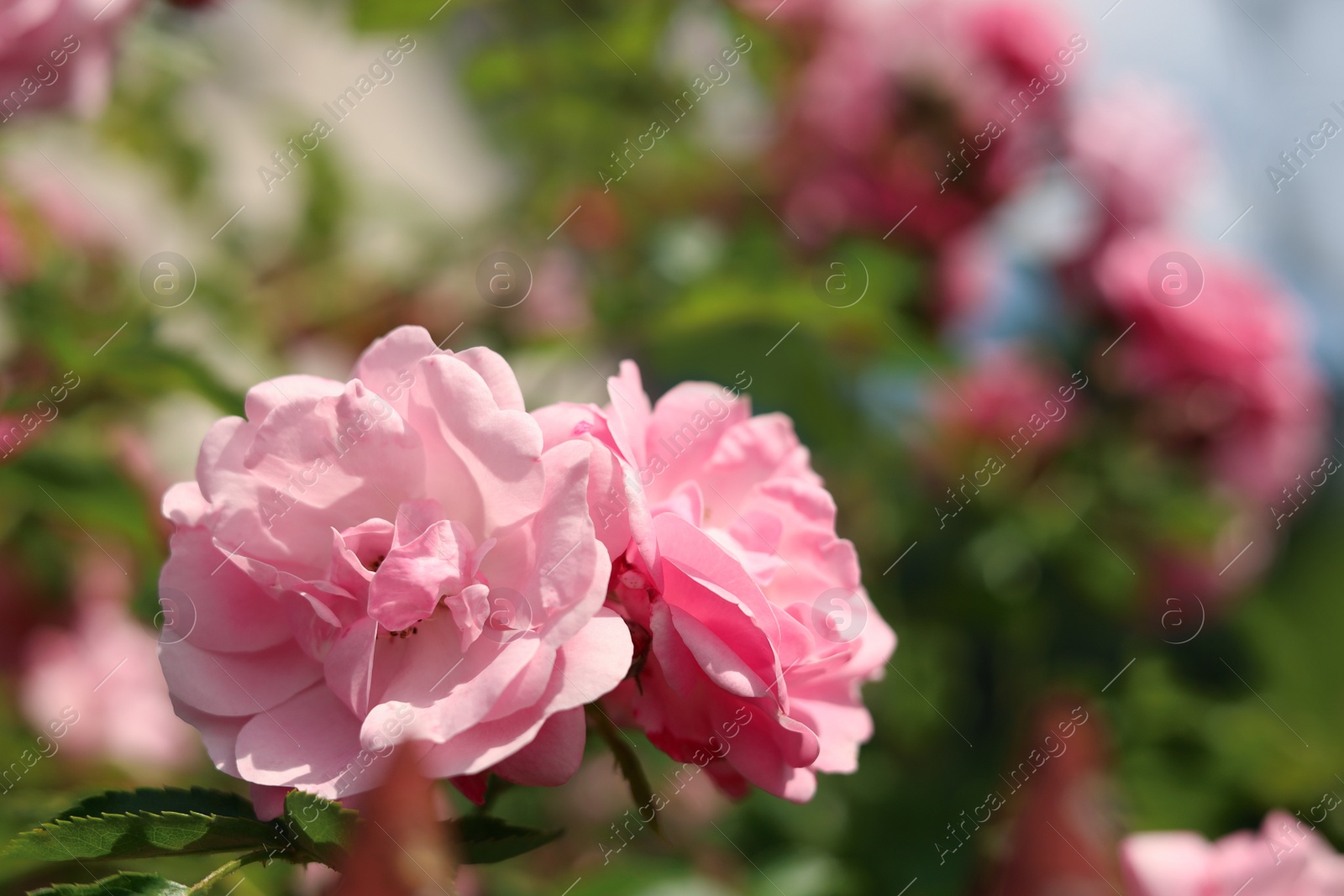 Photo of Bush with beautiful pink tea roses outdoors, closeup. Space for text