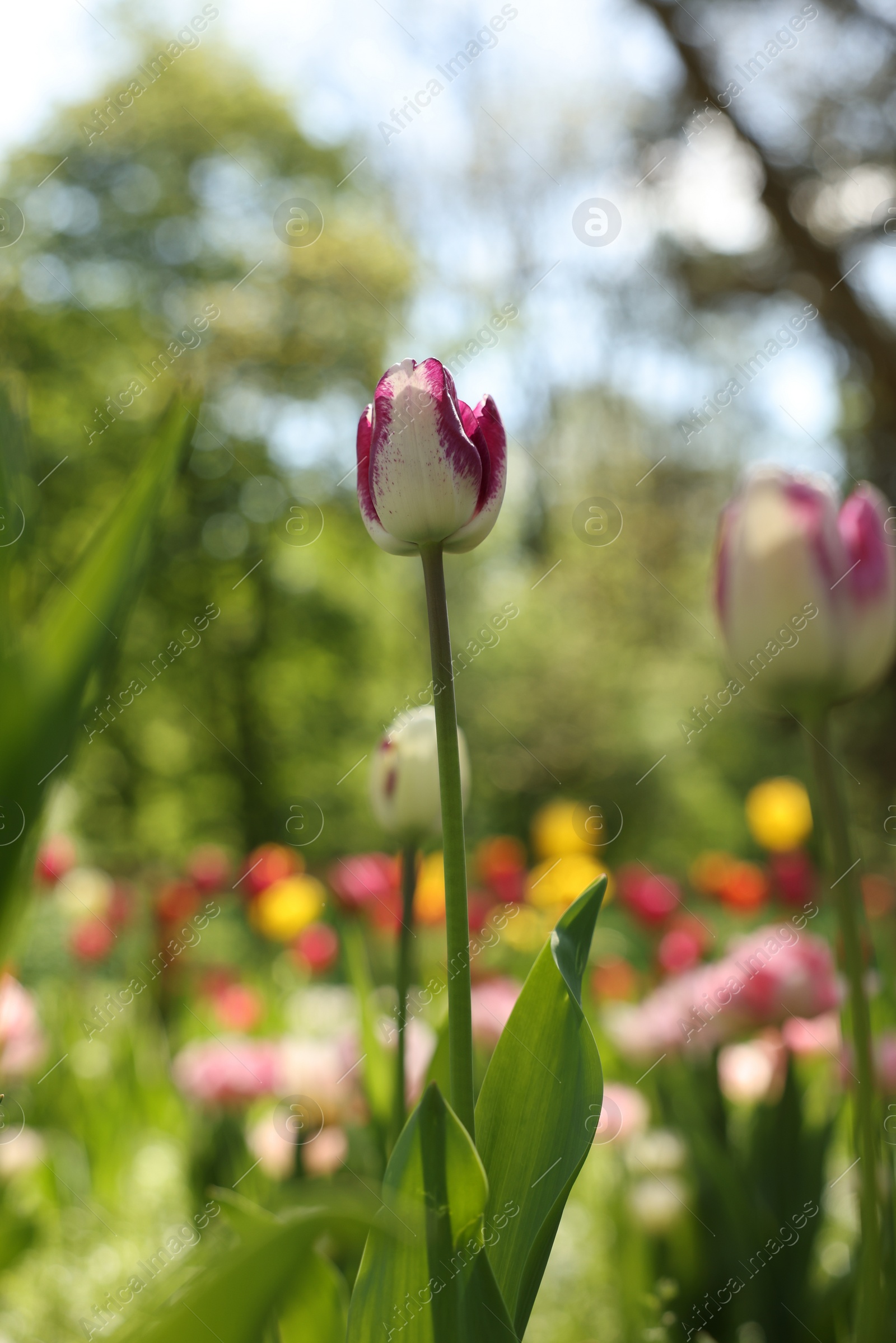 Photo of Beautiful bright tulips growing outdoors on sunny day