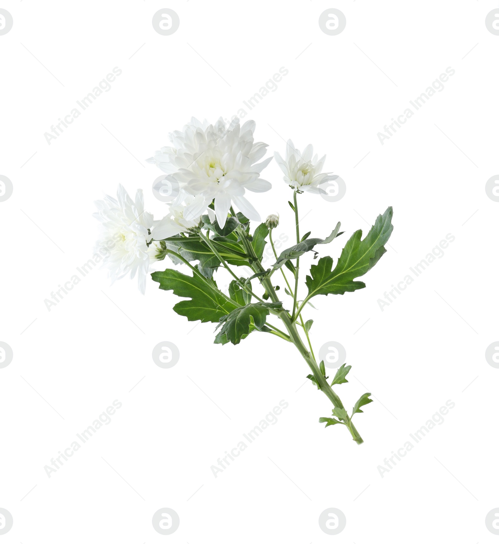 Photo of Beautiful tender chrysanthemum flowers isolated on white