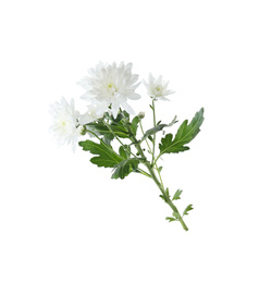 Beautiful tender chrysanthemum flowers isolated on white