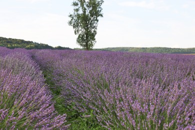 Photo of Blooming lavender growing in field under beautiful sky