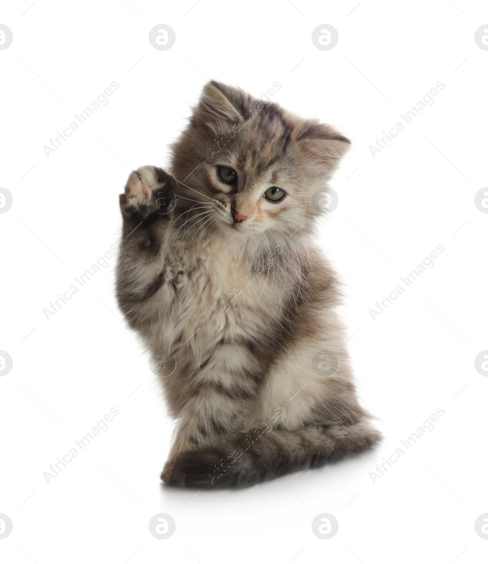 Photo of Cute fluffy kitten on white background. Baby animal