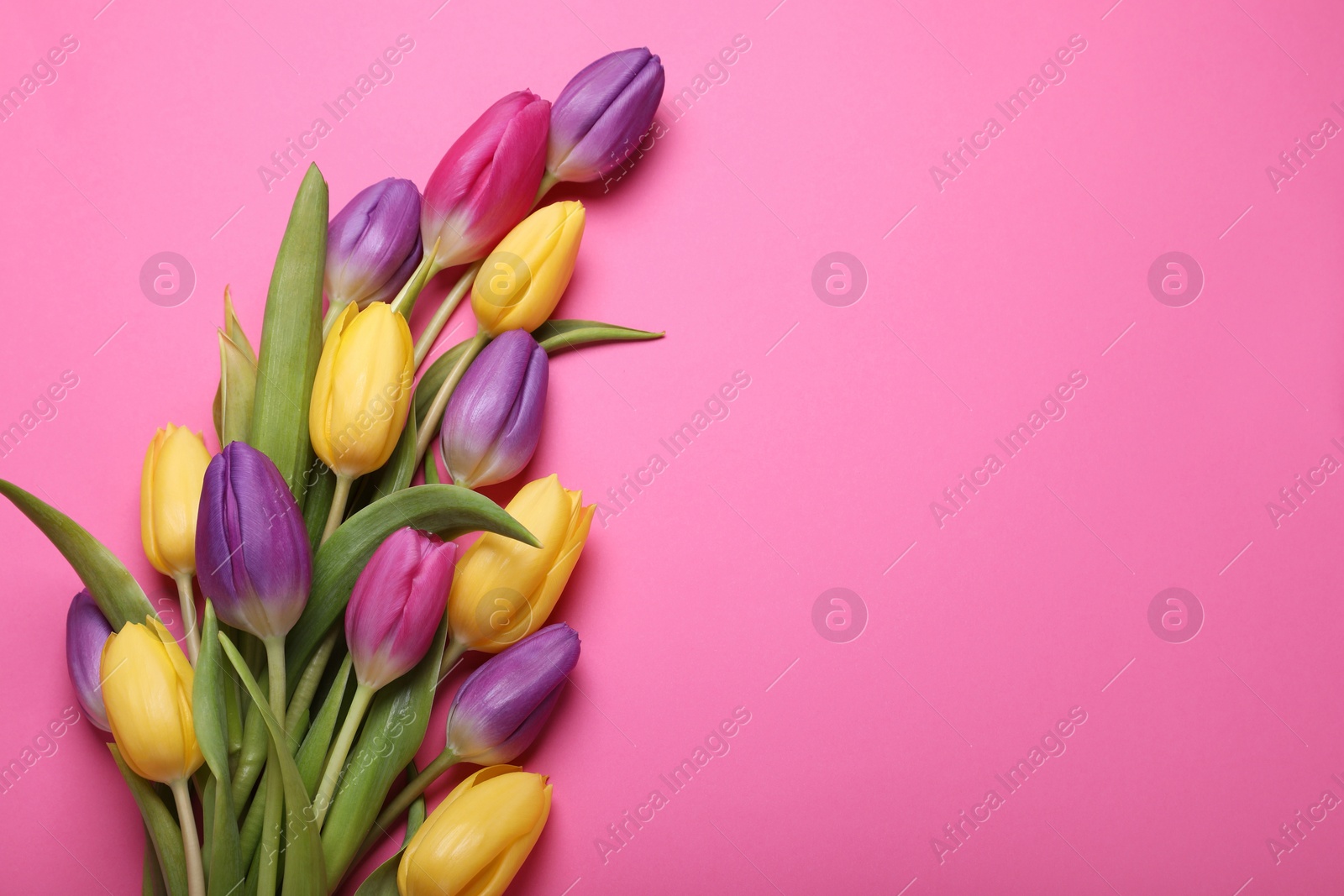 Photo of Beautiful tulips on pink background, flat lay. Space for text