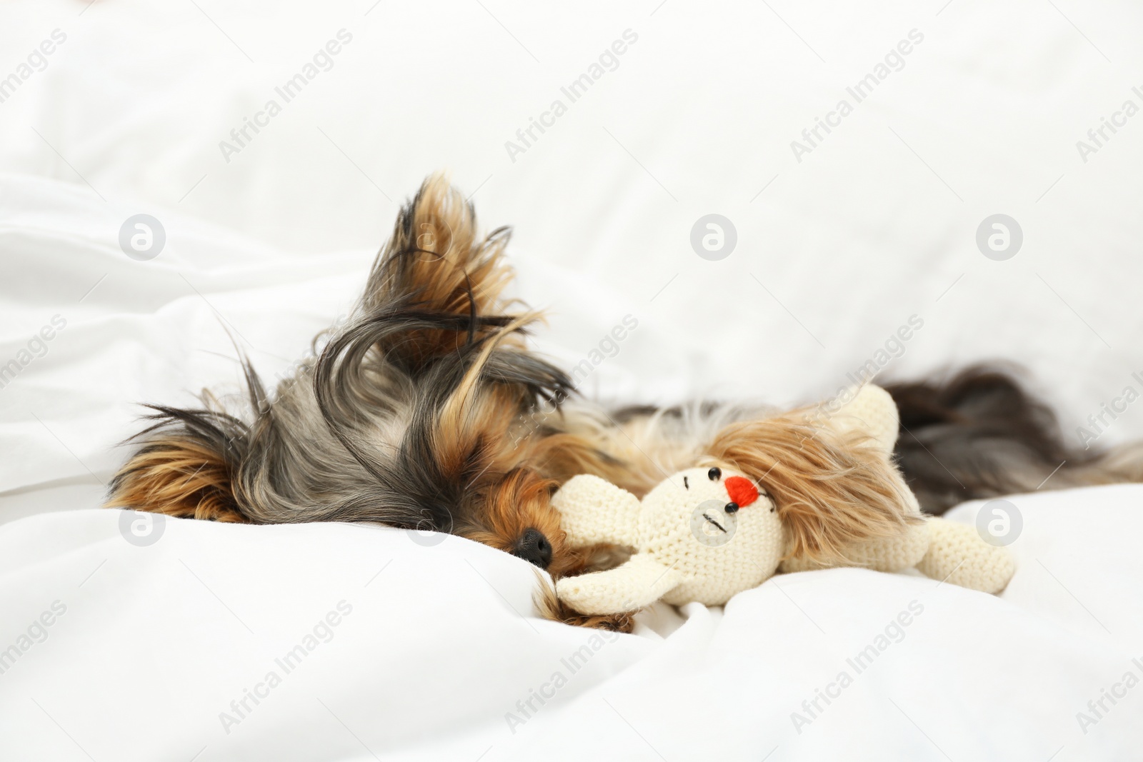 Photo of Adorable Yorkshire terrier sleeping with toy on bed. Cute dog