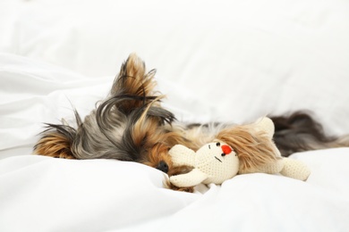 Photo of Adorable Yorkshire terrier sleeping with toy on bed. Cute dog
