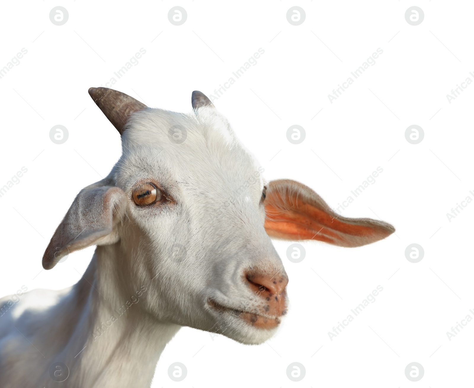 Image of Cute goat isolated on white. Farm animal