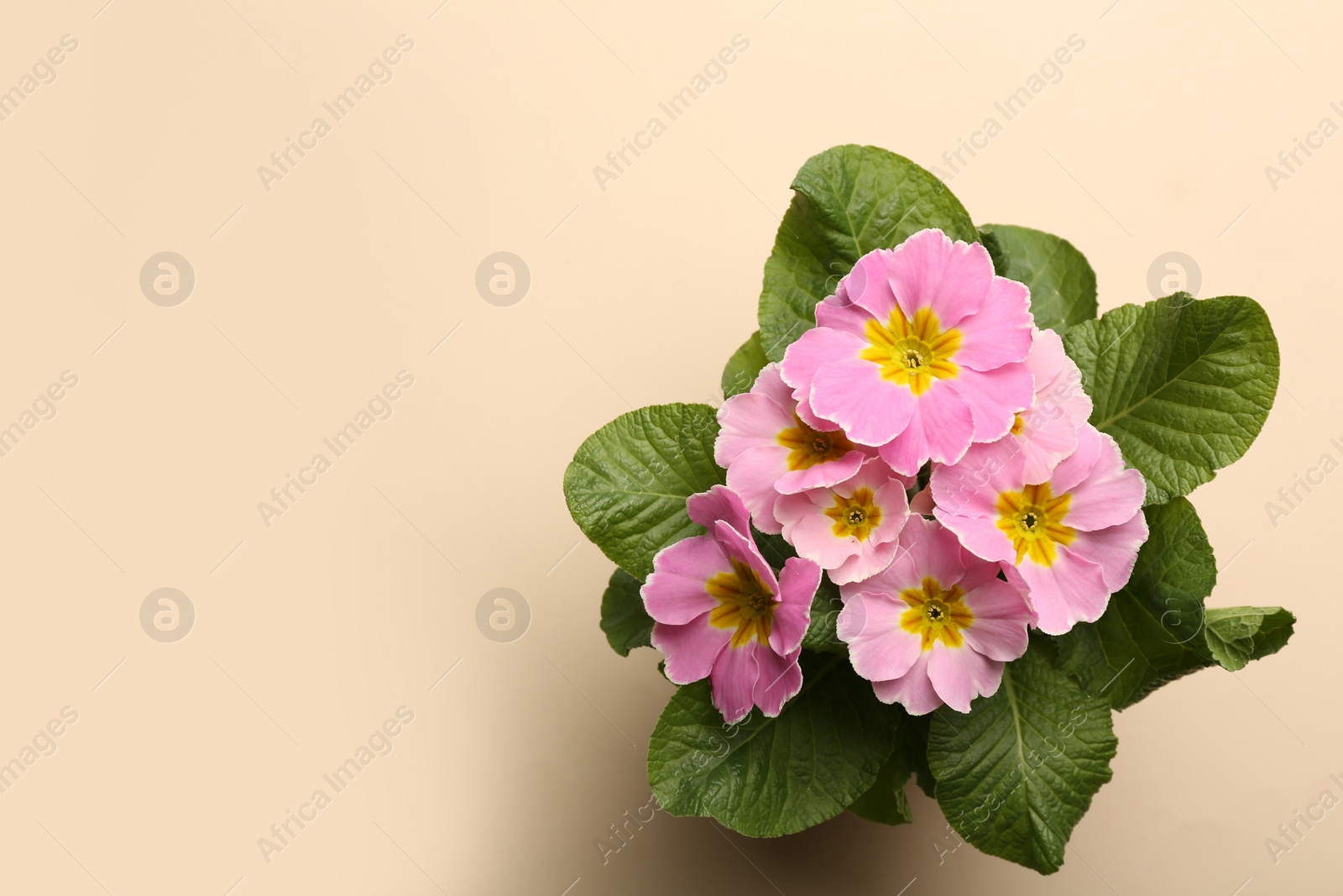 Photo of Beautiful pink primula (primrose) flower on beige background, top view with space for text. Spring blossom